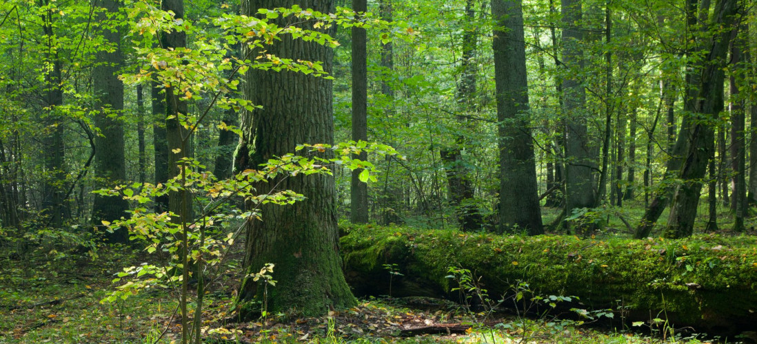 Musik und Natur